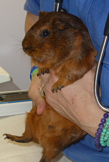 Guinea Pig