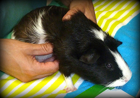 Guinea Pig