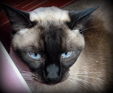 Siamese Cat