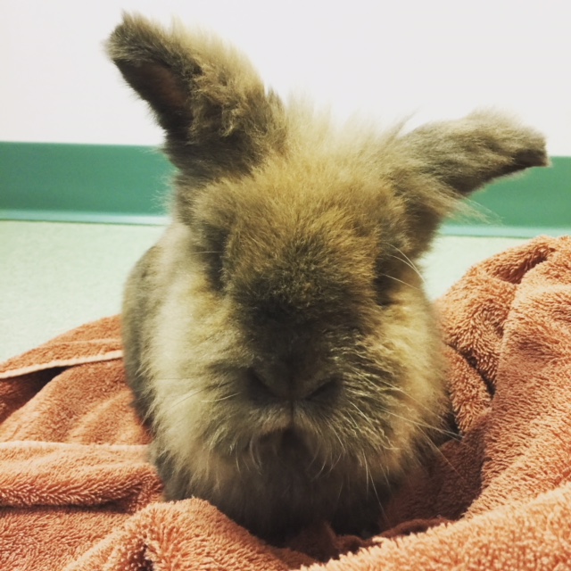 Holmes Family Veterinary Clinic Walpole, MA Home