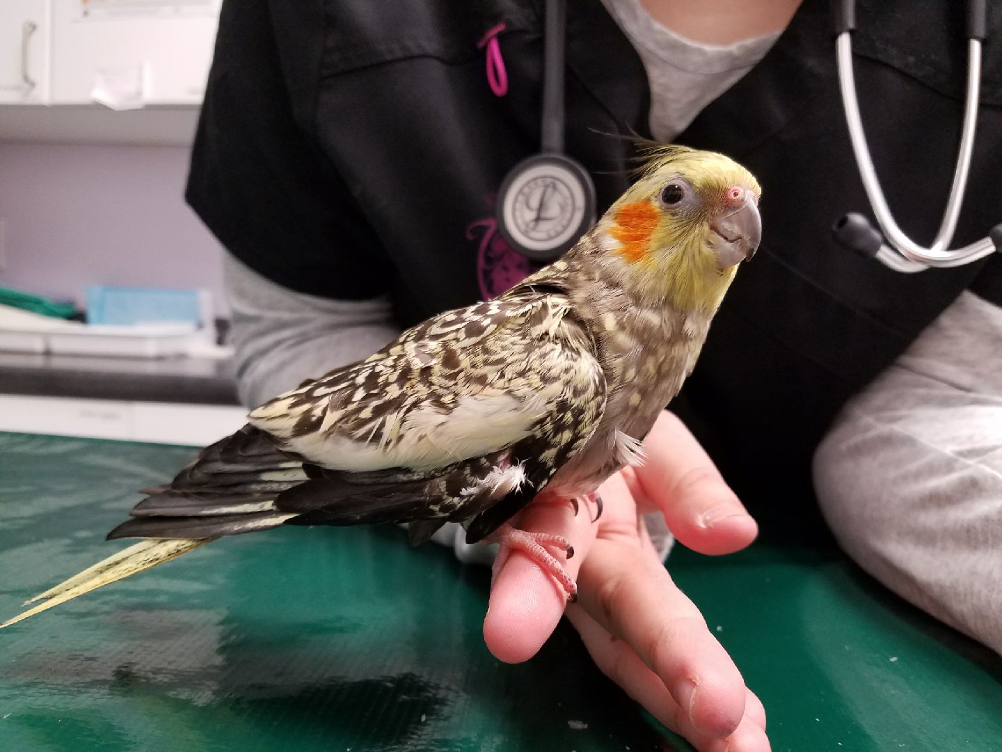 Holmes Family Veterinary Clinic Walpole, MA Home