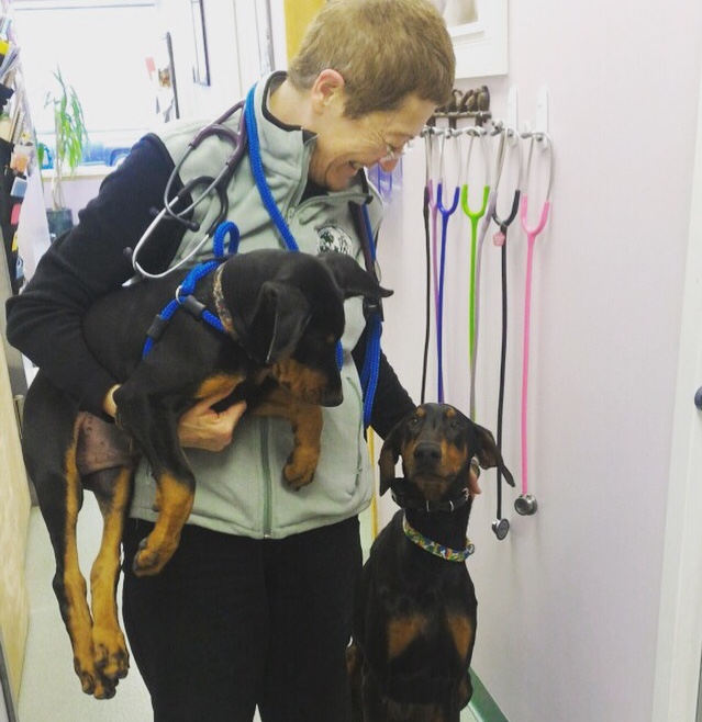 Holmes Family Veterinary Clinic Walpole, MA Home