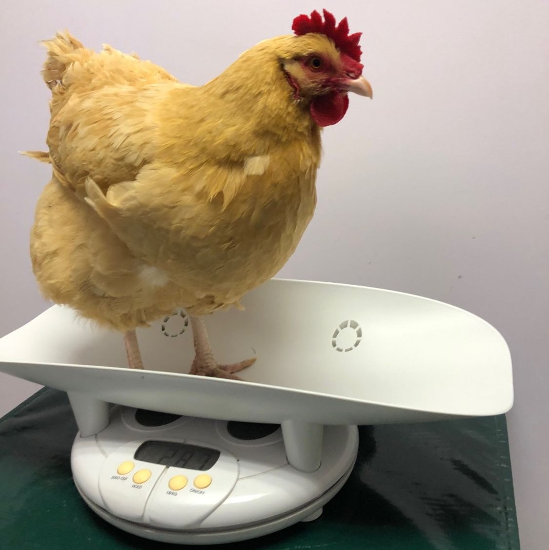 Weighing a Rooster